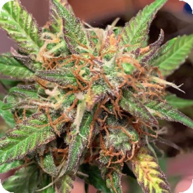 Auto Sour Melon Mass Remaster